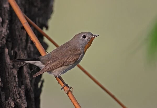 Taiga Flycatcher (Ficedula parva albicilla) adult male, perched on twig, Beijing, China, may