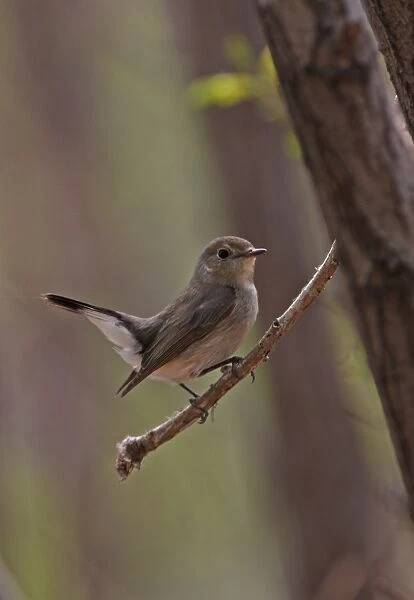 Taiga Flycatcher (Ficedula parva albicilla) adult female, perched on twig, Hebei, China, may
