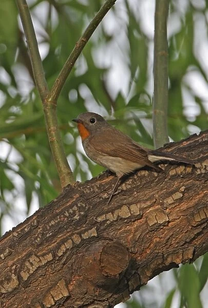 Taiga Flycatcher (Ficedula parva albicilla) adult male, perched on branch, Beijing, China, may