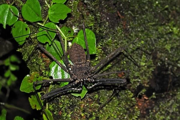 Tailless Whip Scorpion (Amblypygi sp. ) adult, on tree trunk, Yasuni N. P. Amazon, Ecuador