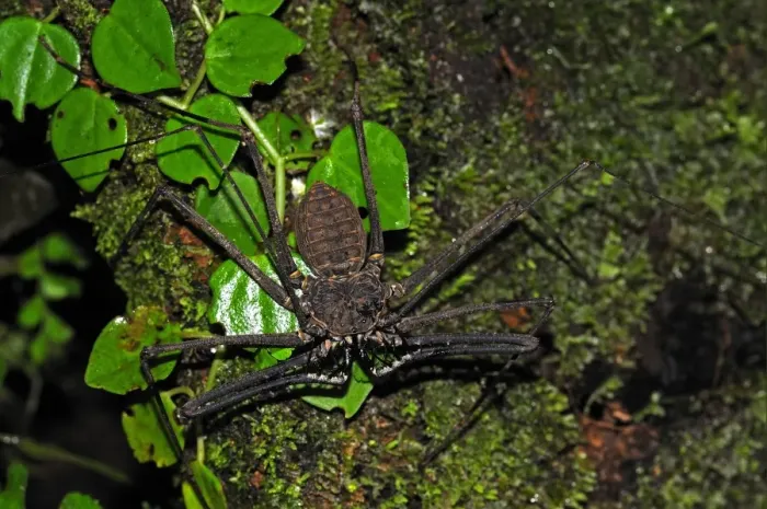 Framed Print : Tailless Whip Scorpion (Amblypygi sp. ) adult, on tree trunk, Yasuni N. P. Amazon, Ecuador Framed Print : Tailless Whip Scorpion (Amblypygi sp. ) adult, on tree trunk, Yasuni N. P. Amazon, Ecuador