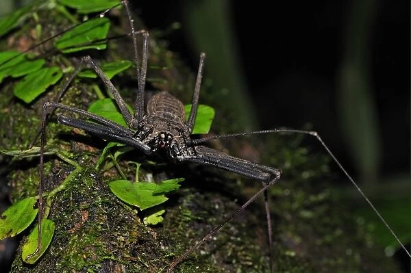 Tailless Whip Scorpion (Amblypygi sp. ) adult, on tree trunk, Yasuni N. P. Amazon, Ecuador