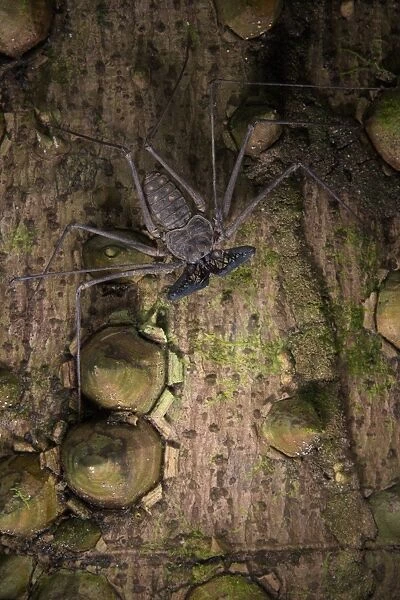 Tailless Whip Scorpion (Heterophrynus sp. ) adult, waiting for prey on trunk of spiny tree