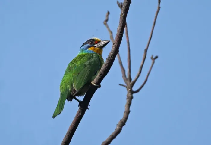 Framed Print : Taiwan Barbet (Megalaima nuchalis) adult, perched on branch, Taiwan, April Framed Print : Taiwan Barbet (Megalaima nuchalis) adult, perched on branch, Taiwan, April