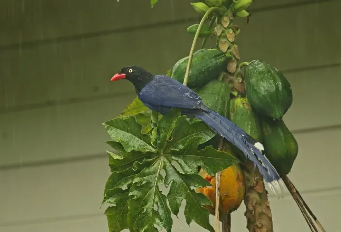 Framed Print : Taiwan Blue Magpie (Urocissa caerulea) adult, feeding on Papaya (Carica papaya) fruit during rainfall, Taiwan, April Framed Print : Taiwan Blue Magpie (Urocissa caerulea) adult, feeding on Papaya (Carica papaya) fruit during rainfall, Taiwan, April
