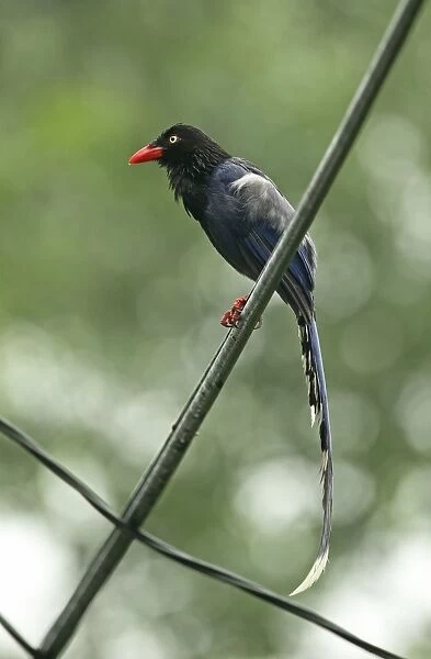 Taiwan Blue Magpie (Urocissa caerulea) adult, with wet plumage after rainfall, perched on powerline, Taiwan, April