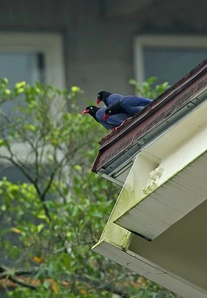 Taiwan Blue Magpie (Urocissa caerulea) three adults, perched on urban roof during rainfall, Taiwan, April