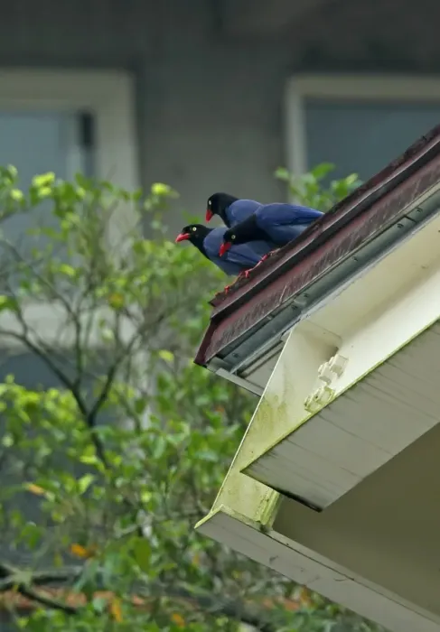 Framed Print : Taiwan Blue Magpie (Urocissa caerulea) three adults, perched on urban roof during rainfall, Taiwan, April Framed Print : Taiwan Blue Magpie (Urocissa caerulea) three adults, perched on urban roof during rainfall, Taiwan, April