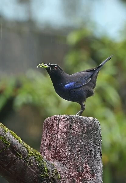Taiwan Whistling-thrush (Myophonus insularis) adult, with insect prey in beak, perched on post during rainfall, Taiwan
