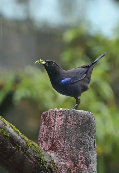 Framed Print : Taiwan Whistling-thrush (Myophonus insularis) adult, with insect prey in beak, perched on post during rainfall, Taiwan Framed Print : Taiwan Whistling-thrush (Myophonus insularis) adult, with insect prey in beak, perched on post during rainfall, Taiwan
