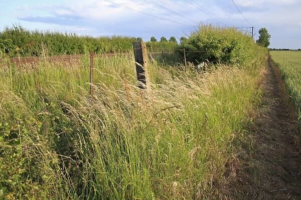 Tall grass growing in wasteground habitat between edge of railway track and arable field, Bacton, Suffolk, England