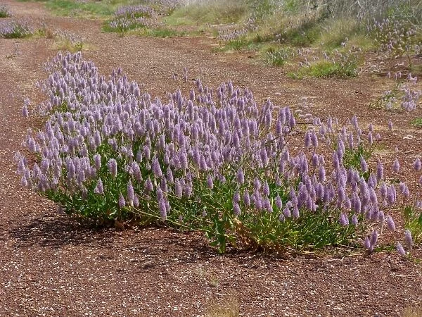 Tall Mulla Mulla (Ptilotus exaltatus) flowering, growing on road verge, Western Australia, Australia