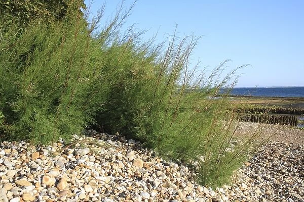 Tamarisk (Tamarix gallica) introduced species, habit, growing at edge of beach, Bembridge, Isle of Wight, England, june