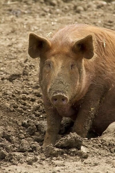 Tamworth Pig in mud