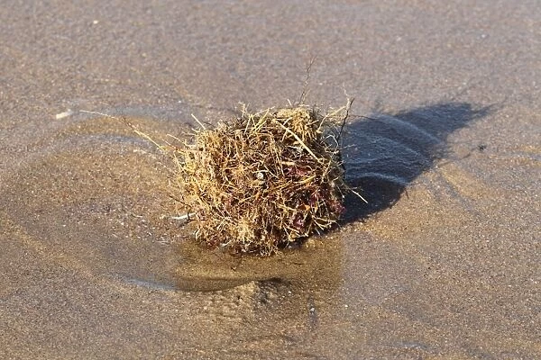 Tangle Ball naturally formed ball of debris on beach strandline, Gower Peninsula, West Glamorgan, South Wales, March