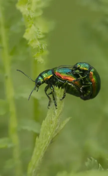 Framed Print : Tansy Beetle (Chrysolina graminis) adult pair, mating on Tansy (Tanacetum vulgare) leaf, York, North Yorkshire Framed Print : Tansy Beetle (Chrysolina graminis) adult pair, mating on Tansy (Tanacetum vulgare) leaf, York, North Yorkshire