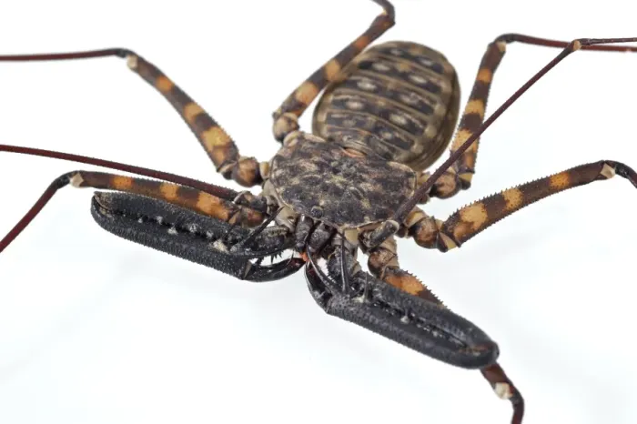 Framed Print : Tanzanian Giant Tailless Whip Scorpion (Damon diadema) adult, close-up of adapted pincer-like pedipalps Framed Print : Tanzanian Giant Tailless Whip Scorpion (Damon diadema) adult, close-up of adapted pincer-like pedipalps