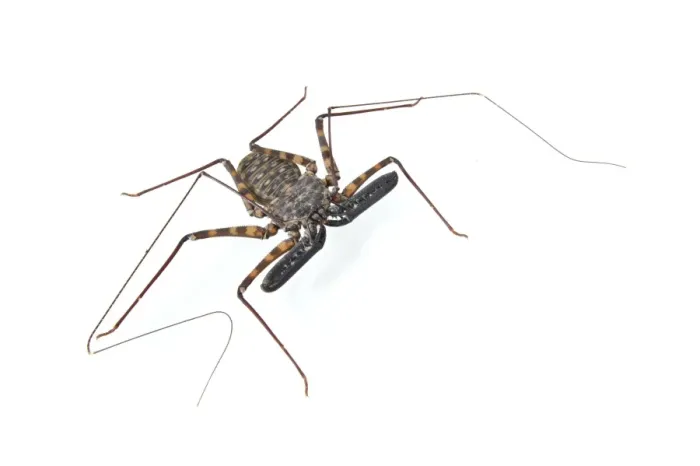 Framed Print : Tanzanian Giant Tailless Whip Scorpion (Damon diadema) adult Framed Print : Tanzanian Giant Tailless Whip Scorpion (Damon diadema) adult