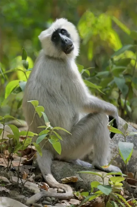 Framed Print : Tarai Grey Langur (Semnopithecus hector) adult, sitting on forest floor, Jim Corbett N. P. Uttarkhand, India, May Framed Print : Tarai Grey Langur (Semnopithecus hector) adult, sitting on forest floor, Jim Corbett N. P. Uttarkhand, India, May