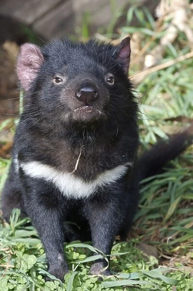 Tasmanian Devil (Sacrophilus harrisii) adult, sitting, Tasmania, Australia, captive