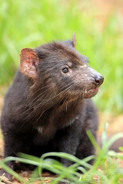 Tasmanian Devil (Sacrophilus harrisii) adult, close-up of head, South Australia, Australia