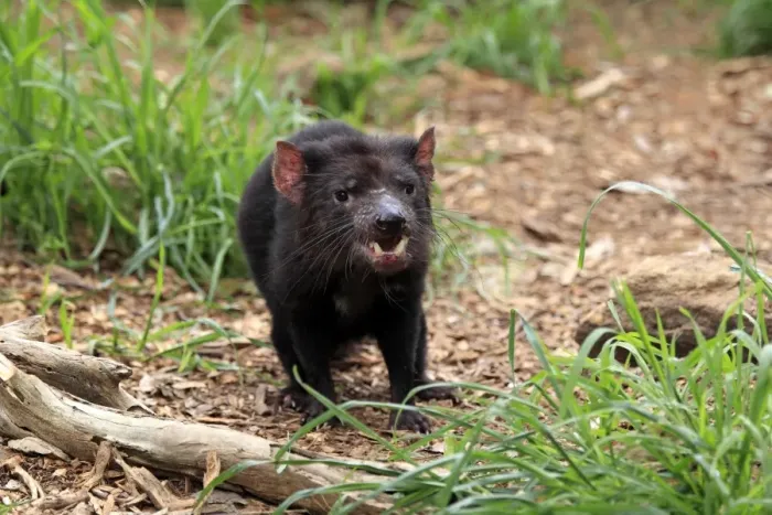 Framed Print : Tasmanian Devil (Sacrophilus harrisii) adult, standing, South Australia, Australia
