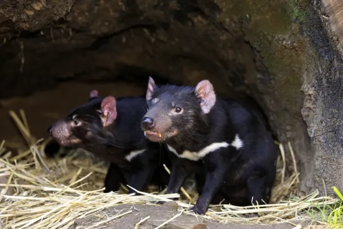 Framed Print : Tasmanian Devil (Sacrophilus harrisii) adult pair, sitting in den, South Australia, Australia Framed Print : Tasmanian Devil (Sacrophilus harrisii) adult pair, sitting in den, South Australia, Australia