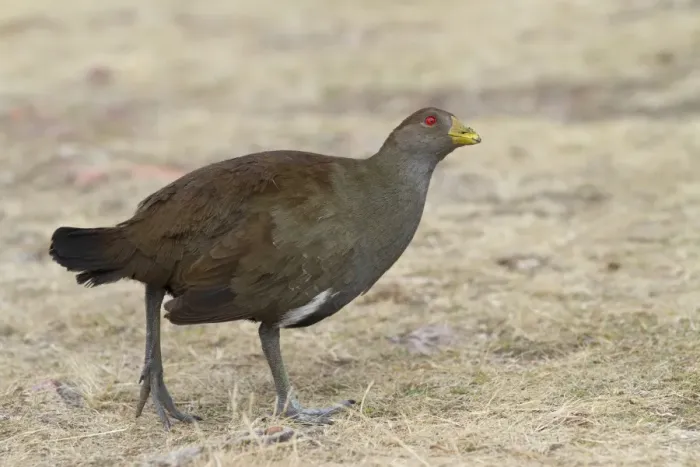Framed Print : Tasmanian Nativehen (Tribonyx mortierii) adult, walking, Maria Island N. P. Tasmania, Australia, February