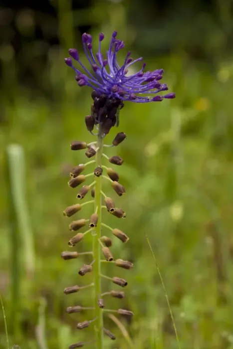 Framed Print : Tassel Hyacinth (Muscari comosum) flowering, after rainfall, Italy, april Framed Print : Tassel Hyacinth (Muscari comosum) flowering, after rainfall, Italy, april