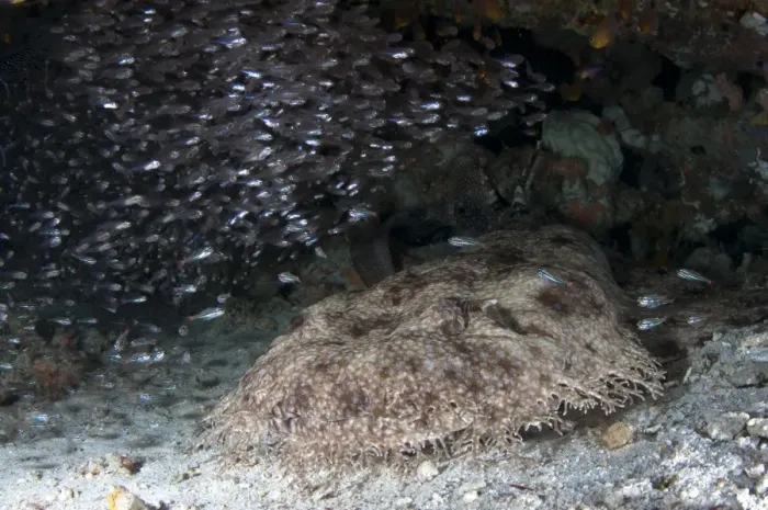 Framed Print : Tasselled Wobbegong (Eucrossorhinus dasypogon) adult, resting on sand under Silver Sweeper (Pempheris schwenkii) shoal Framed Print : Tasselled Wobbegong (Eucrossorhinus dasypogon) adult, resting on sand under Silver Sweeper (Pempheris schwenkii) shoal
