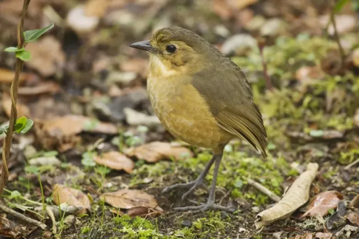 Framed Print : Tawny Antpitta (Grallaria quitensis) adult, standing on montane rainforest floor, Andes, Ecuador, November Framed Print : Tawny Antpitta (Grallaria quitensis) adult, standing on montane rainforest floor, Andes, Ecuador, November