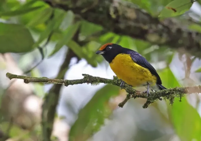 Framed Print : Tawny-capped Euphonia (Euphonia anneae rufivertex) adult male, perched on twig, Rio Indio, Panama, October Framed Print : Tawny-capped Euphonia (Euphonia anneae rufivertex) adult male, perched on twig, Rio Indio, Panama, October