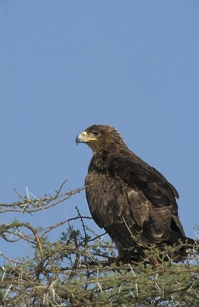 Tawny Eagle (Aquila rapax) On Acacia tree - Kenya