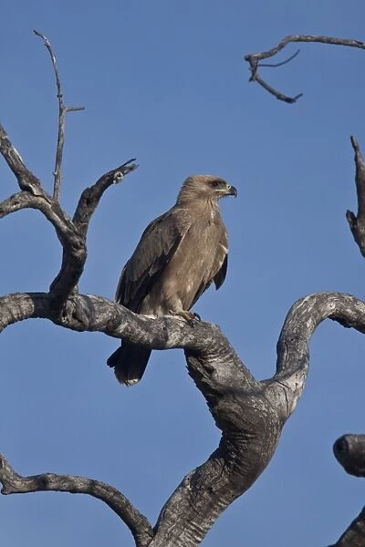 Tawny Eagle on old tree near Lebala camp in Botswana