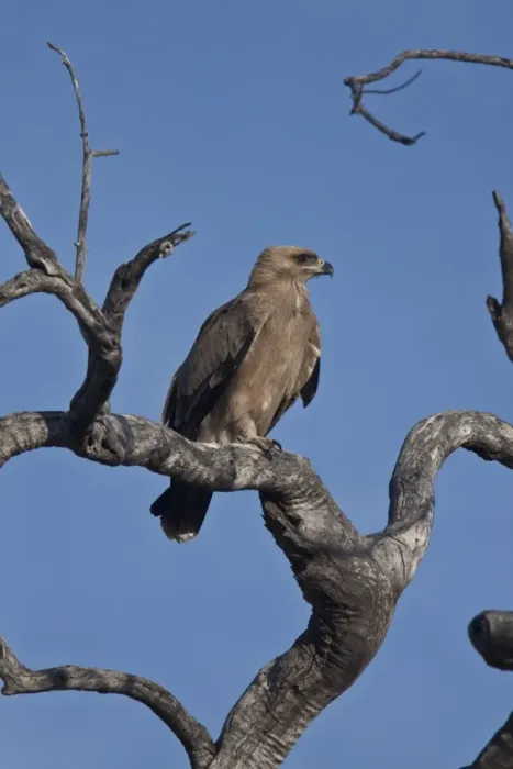 Framed Print : Tawny Eagle on old tree near Lebala camp in Botswana Framed Print : Tawny Eagle on old tree near Lebala camp in Botswana