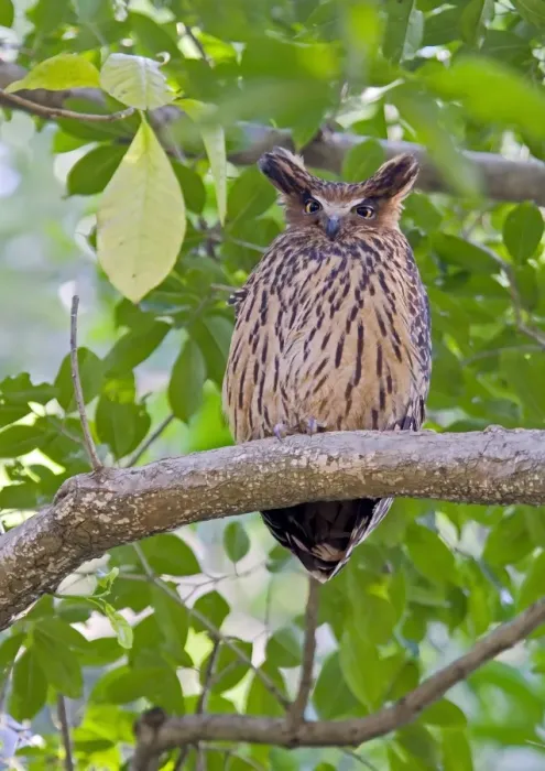 Framed Print : Tawny Fish-owl (Ketupa flavipes) adult, perched on branch, Uttaranchal, India, january Framed Print : Tawny Fish-owl (Ketupa flavipes) adult, perched on branch, Uttaranchal, India, january