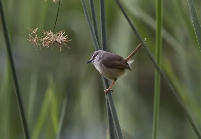 Framed Print : The Tawny-flanked Prinia (Prinia subflava) is a small passerine bird belonging to the genus Prinia in the family