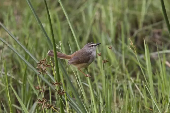 Framed Print : The Tawny-flanked Prinia (Prinia subflava) is a small passerine bird belonging to the genus Prinia in the family Framed Print : The Tawny-flanked Prinia (Prinia subflava) is a small passerine bird belonging to the genus Prinia in the family