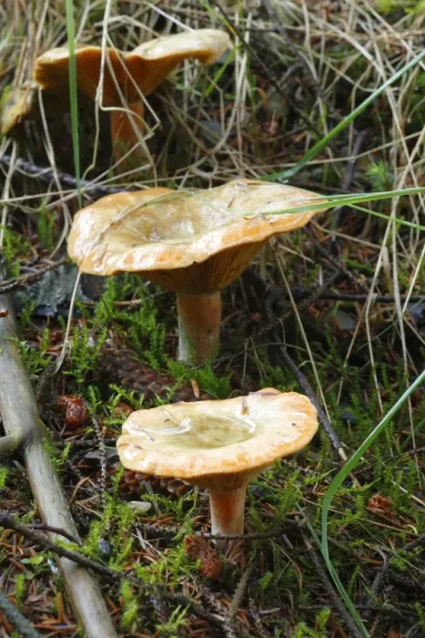 Framed Print : Tawny Funnel Cap (Lepista flaccida) three fruiting bodies, growing under Sitka Spruce (Picea sitchensis), Powys, Wales, august