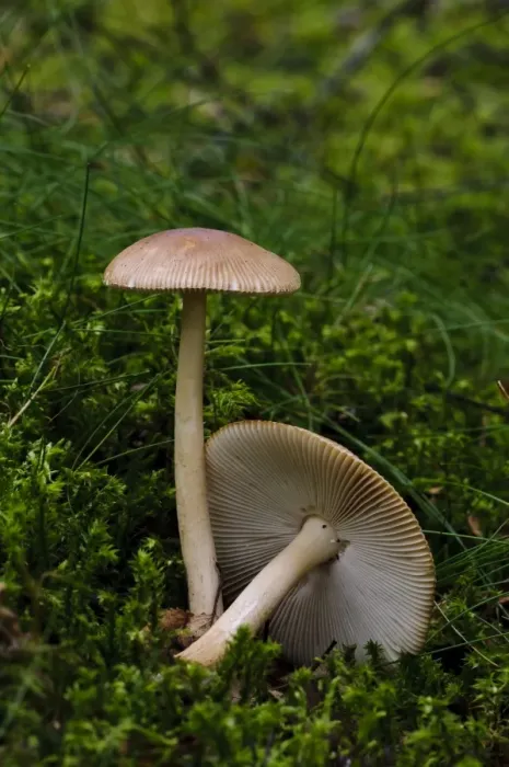 Framed Print : Tawny Grisette (Amanita fulva) fruiting bodies, growing in moss on banks of freshwater loch, Loch Ruthven Framed Print : Tawny Grisette (Amanita fulva) fruiting bodies, growing in moss on banks of freshwater loch, Loch Ruthven