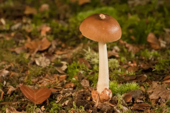 Framed Print : Tawny Grisette (Amanita fulva) fruiting body, growing under beech trees, New Forest, Hampshire, England, september Framed Print : Tawny Grisette (Amanita fulva) fruiting body, growing under beech trees, New Forest, Hampshire, England, september