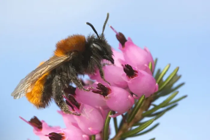 Framed Print : Tawny Mining Bee (Andrena fulva) adult, on flowering heather, Leicestershire, England, April Framed Print : Tawny Mining Bee (Andrena fulva) adult, on flowering heather, Leicestershire, England, April