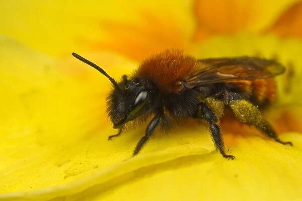 Tawny Mining Bee (Andrena fulva) adult female, resting on flower, Leicestershire, England, march