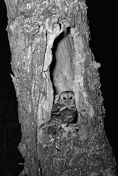 Tawny Owl at nest hicking Norfolk 1942