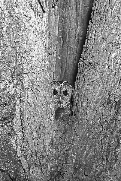 Tawny Owl at nest hole, Doldowlod 1937
