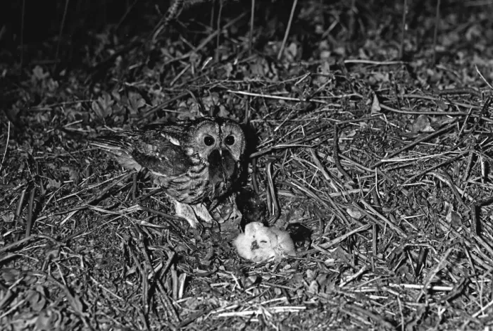 Framed Print : Tawny Owl nesting on the ground at Hickling Norfolk 1943 Framed Print : Tawny Owl nesting on the ground at Hickling Norfolk 1943