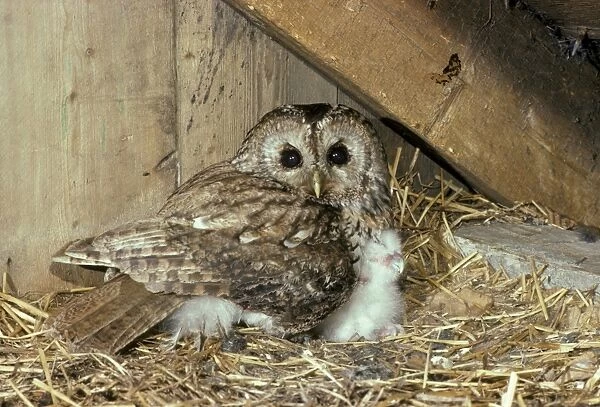 Tawny Owl (Strix aluco) Adult with chick under wing - in barn