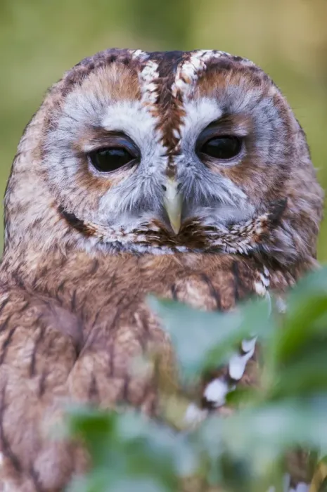 Framed Print : Tawny Owl (Strix aluco) adult, close-up of head, Berkshire, England, April (captive) Framed Print : Tawny Owl (Strix aluco) adult, close-up of head, Berkshire, England, April (captive)