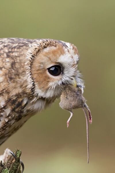 Tawny Owl (Strix aluco) adult, close-up of head, feeding on Wood Mouse (Apodemus sylvaticus) prey, Suffolk, England