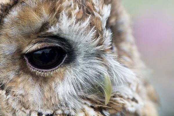 Tawny Owl (Strix aluco) adult, close-up of head, England, August (captive)